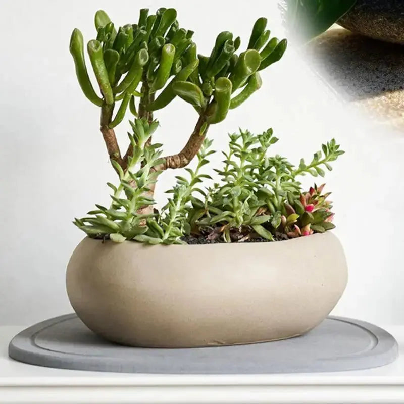 Plant Water Catcher Tray Instant Dry Natural Diatomaceous Earth Plant Saucers For Pot Anti-Slip Plant Drip Trays Multifunctional The Zebra Effect