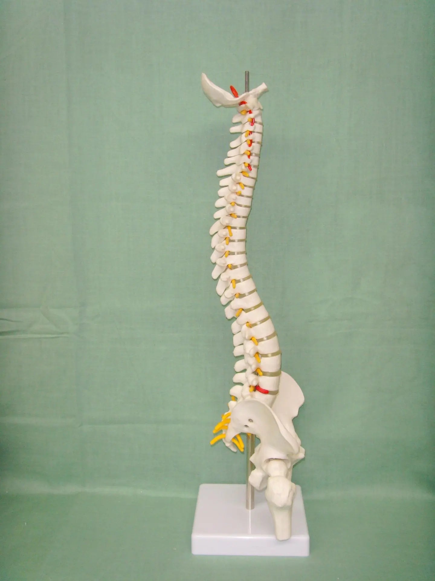 Human spine medical orthopedic bone model The Void