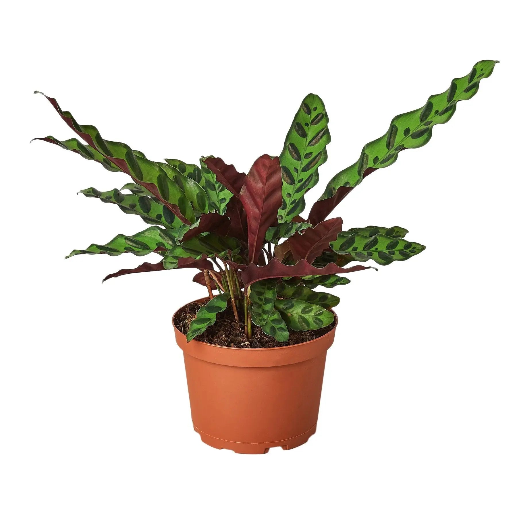 Calathea Lancifolia 'Rattlesnake' House Plant Dropship