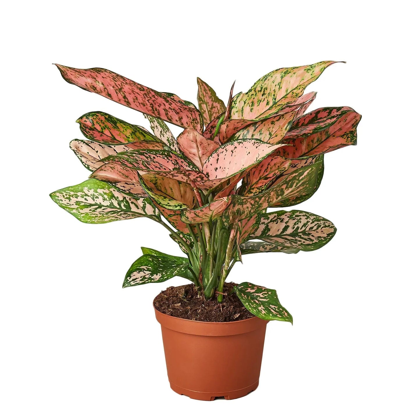 Chinese Evergreen 'Lady Valentine' House Plant Dropship