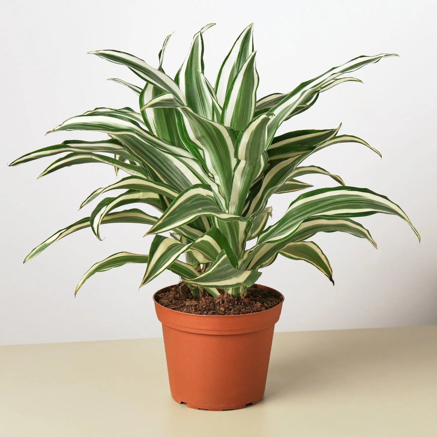 Dracaena 'Warneckii White Jewel' House Plant Dropship