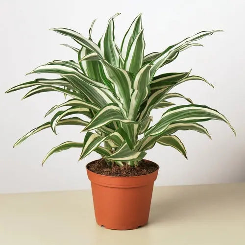 Dracaena 'Warneckii White Jewel' House Plant Dropship