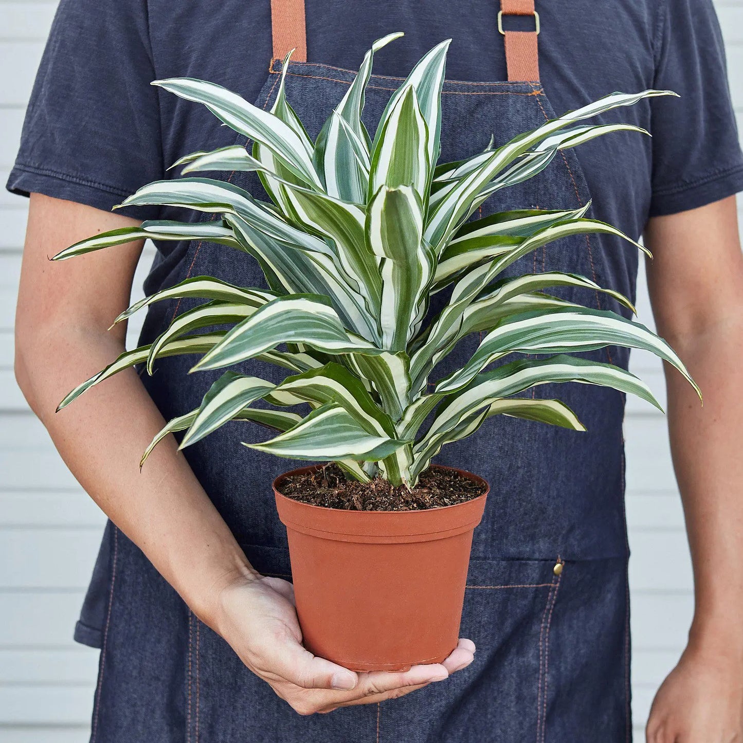 Dracaena 'Warneckii White Jewel' House Plant Dropship