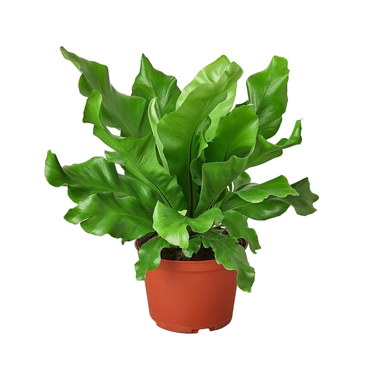 Bird's Nest 'Nidus' Fern House Plant Dropship