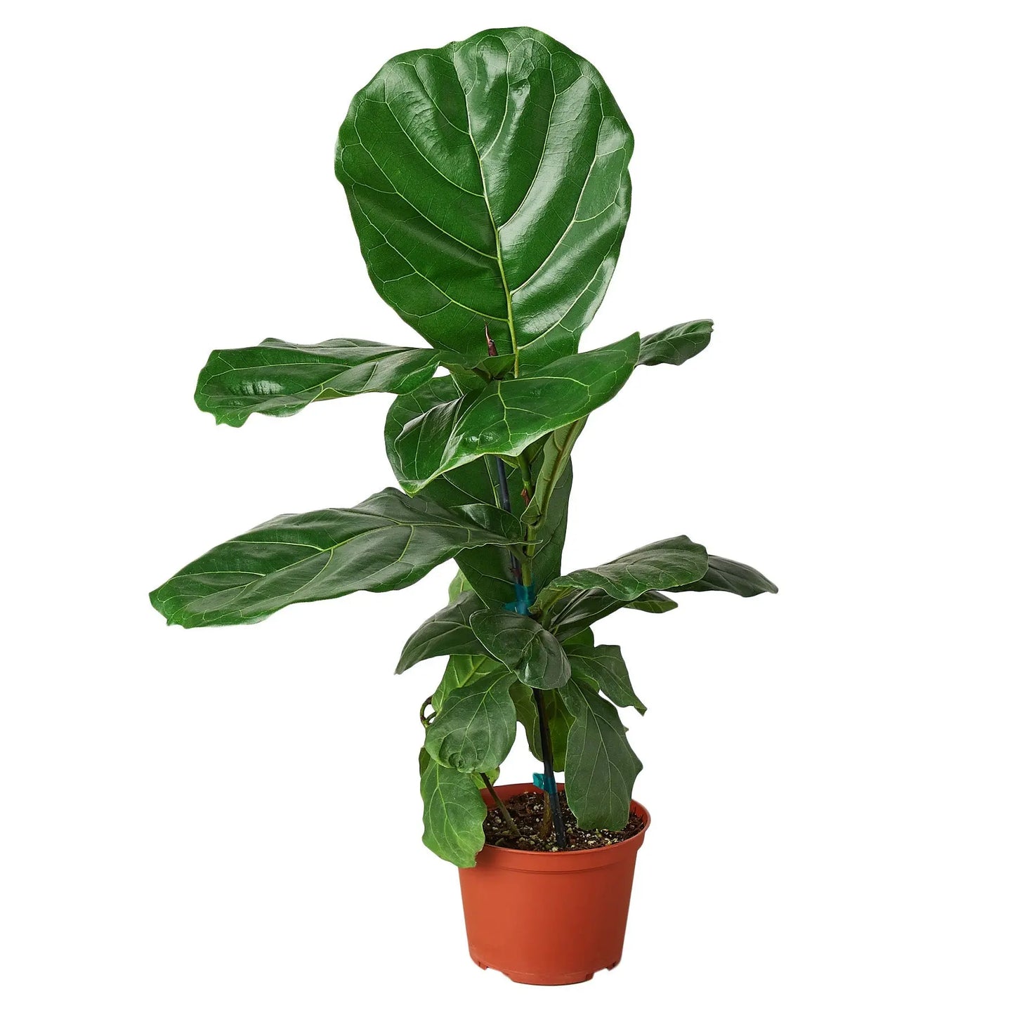 Ficus Lyrata 'Fiddle Leaf Fig' House Plant Dropship