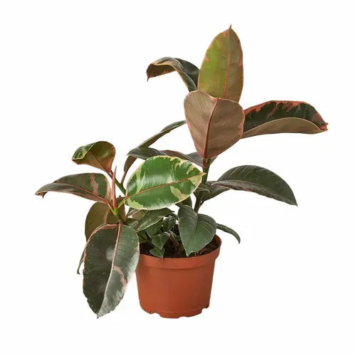 Ficus Elastica 'Ruby Pink' House Plant Dropship