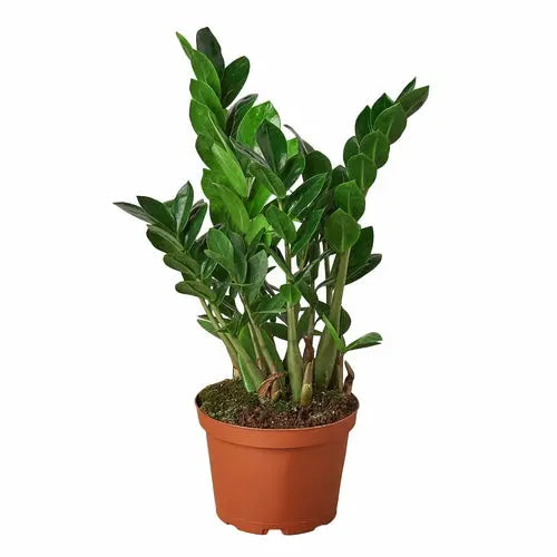 Zamioculcas Zamiifolia ZZ House Plant Dropship