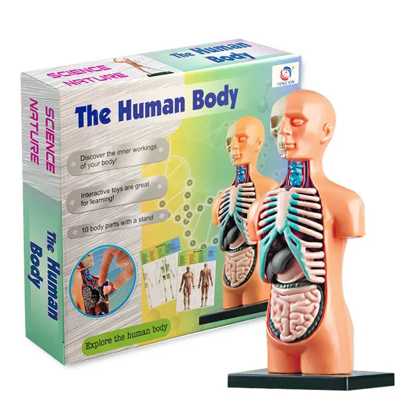 Mannequin Children's Medical Anatomical Body The Void