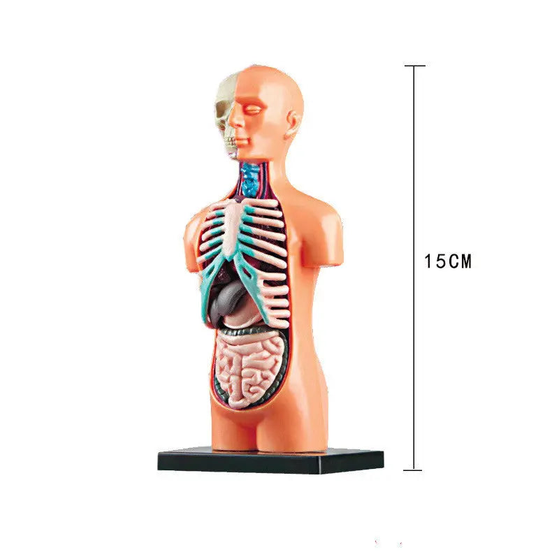 Mannequin Children's Medical Anatomical Body The Void