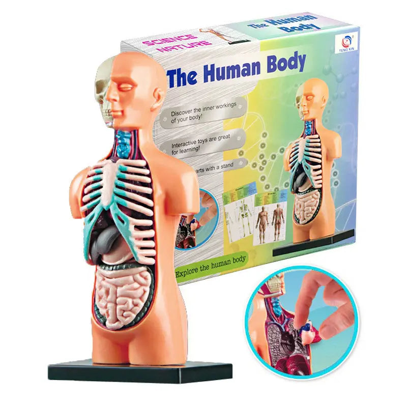 Mannequin Children's Medical Anatomical Body The Void