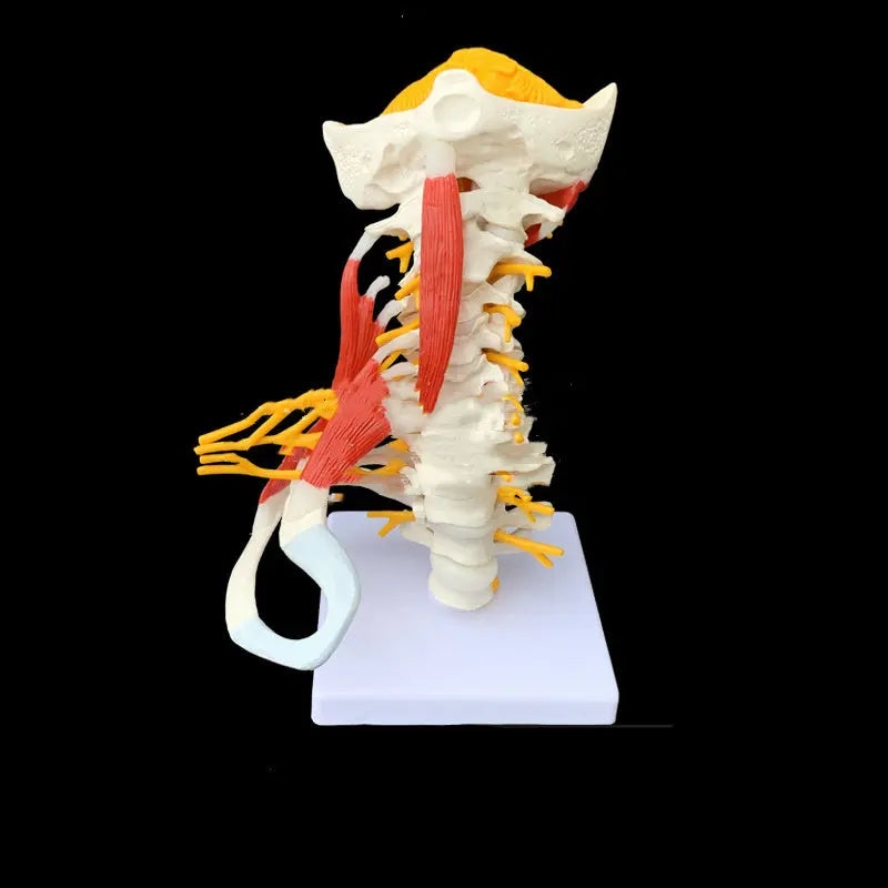 Medical Teaching Human Skeleton Skeleton Model The Void