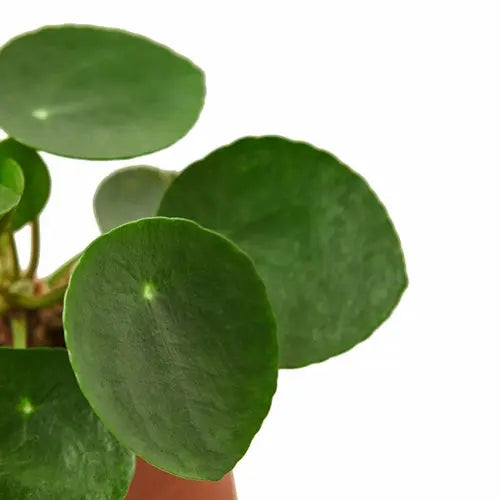 Pilea Peperomioides 'Chinese Money' House Plant Dropship