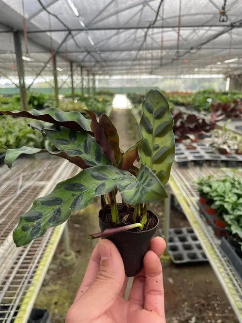 Calathea Lancifolia 'Rattlesnake' House Plant Dropship