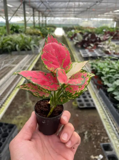 Chinese Evergreen 'Lady Valentine' House Plant Dropship