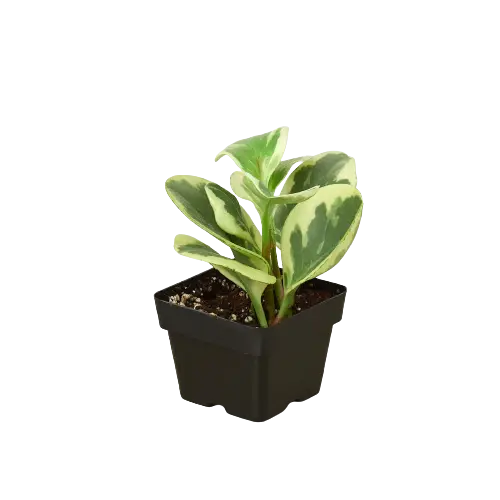 Peperomia 'Marble' House Plant Dropship