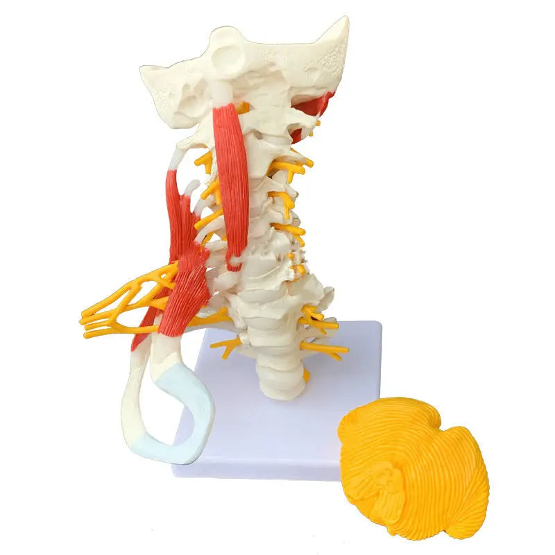 Medical Teaching Human Skeleton Skeleton Model The Void