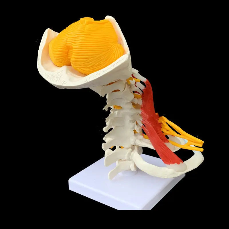 Medical Teaching Human Skeleton Skeleton Model The Void