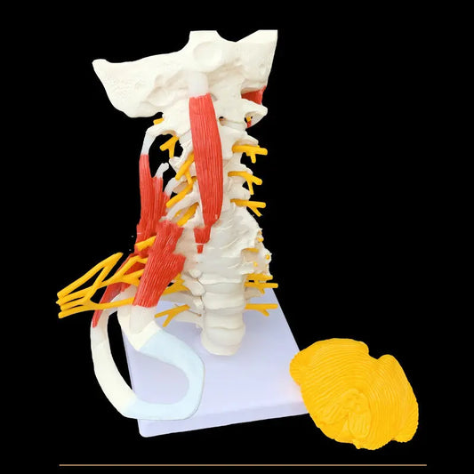 Medical Teaching Human Skeleton Skeleton Model The Void