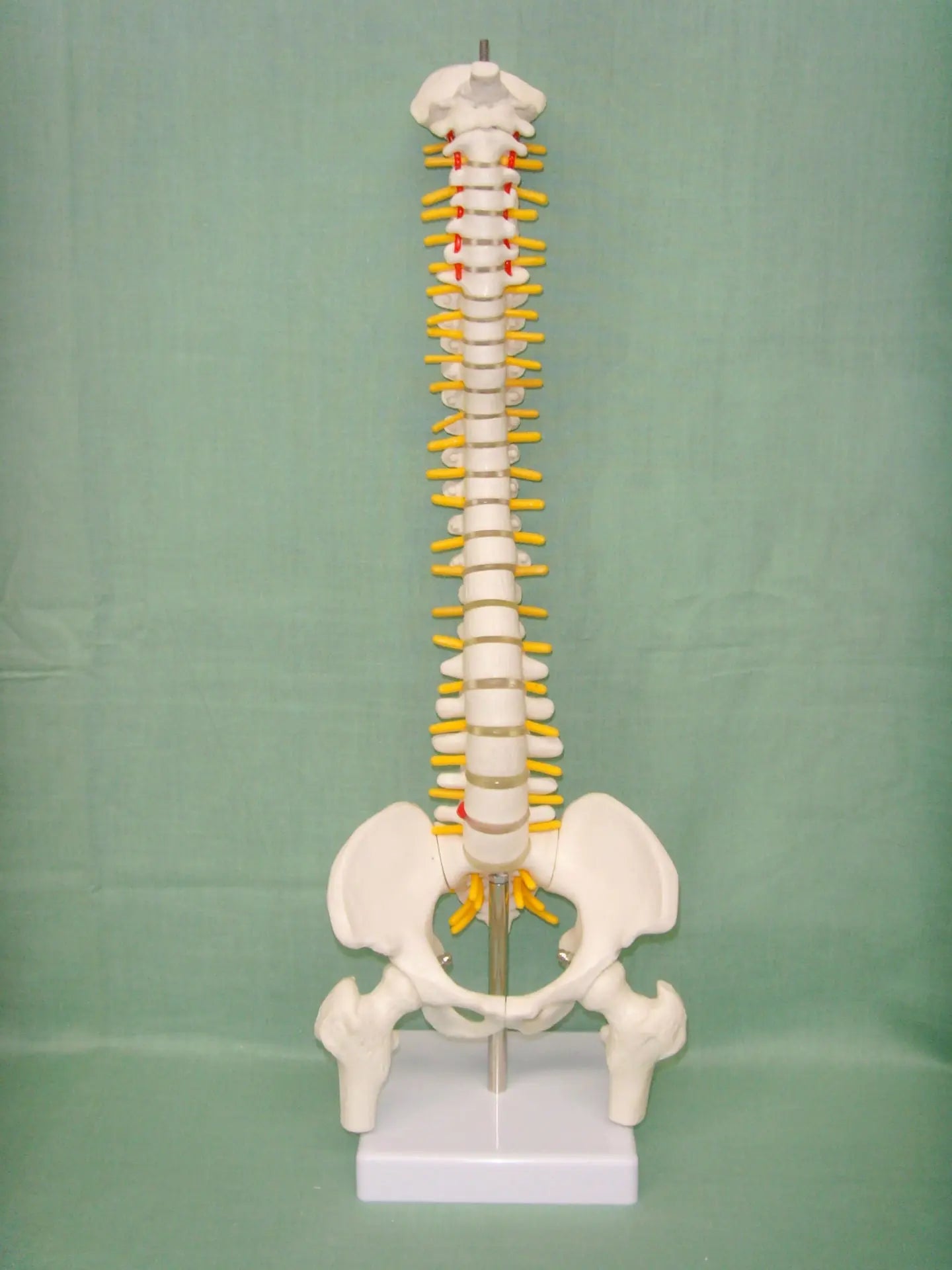 Human spine medical orthopedic bone model The Void