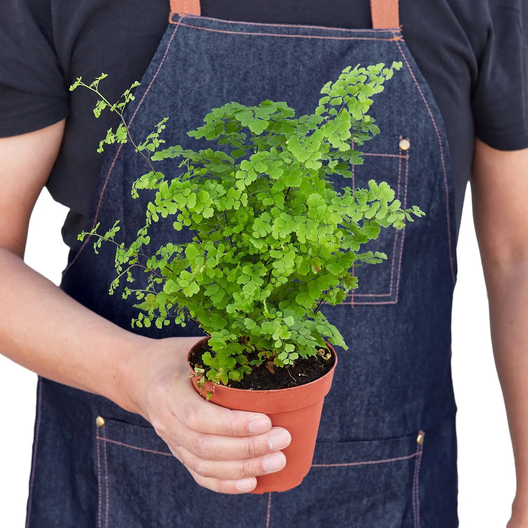 Maidenhair Fern House Plant Dropship