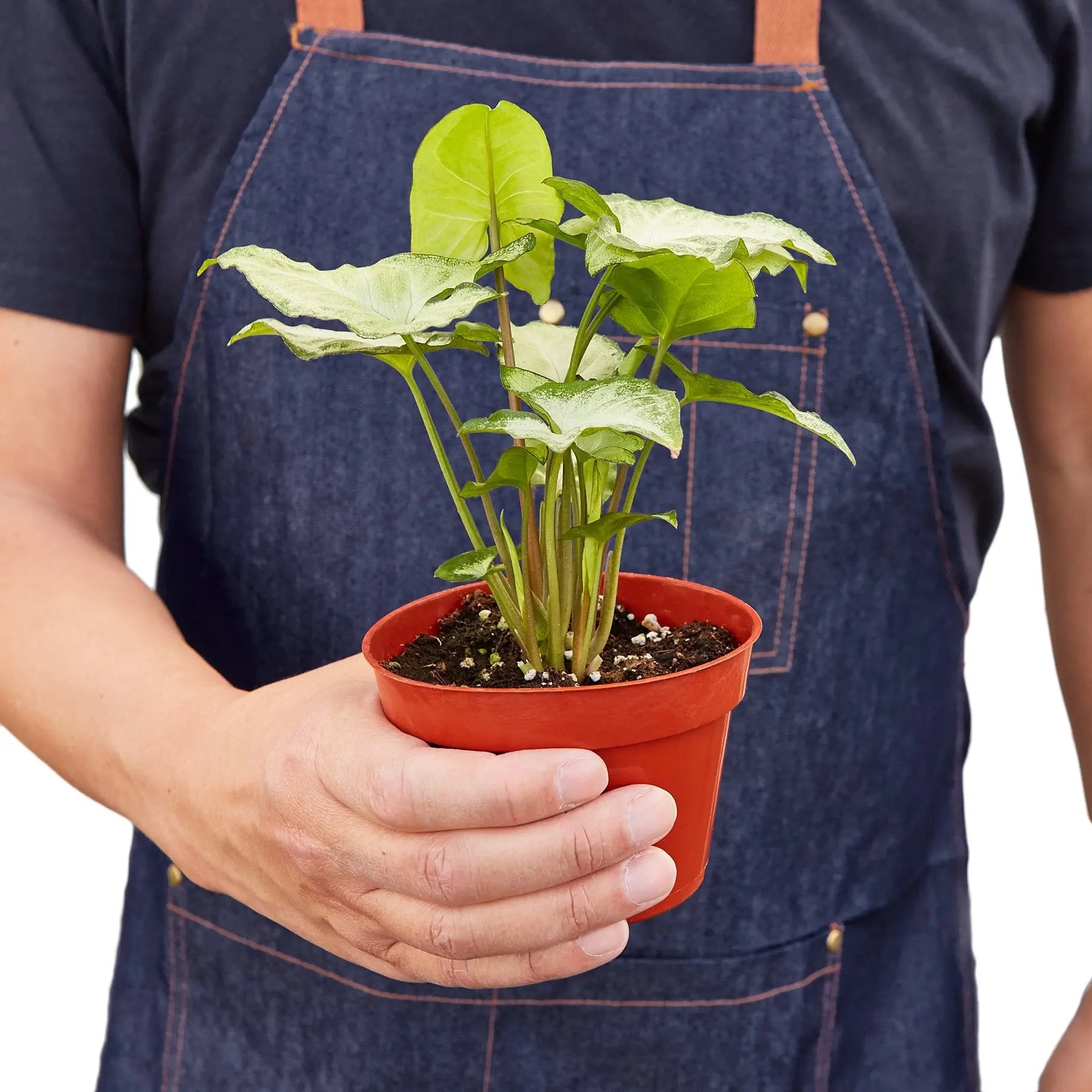 Syngonium White Butterfly House Plant Dropship