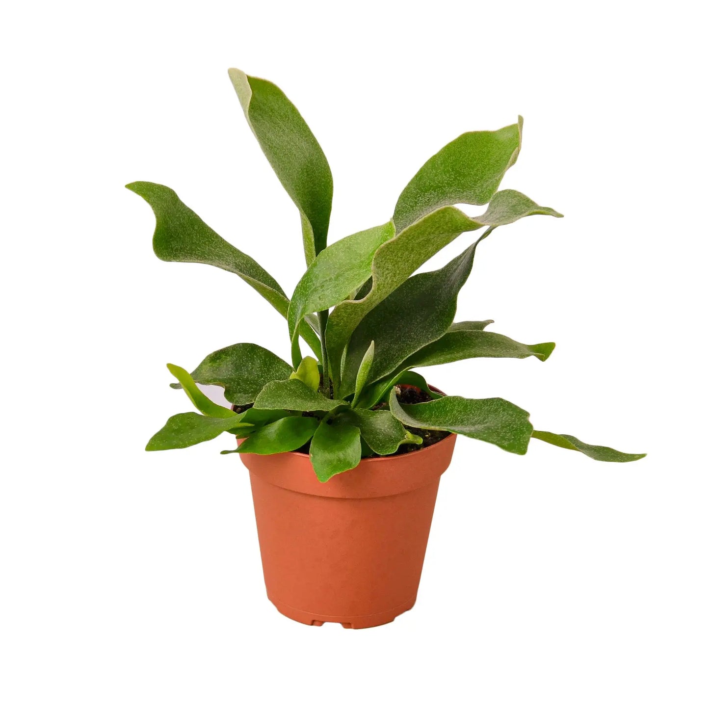 Staghorn Fern House Plant Dropship