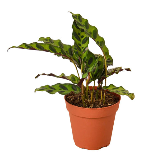 Calathea Lancifolia 'Rattlesnake' House Plant Dropship