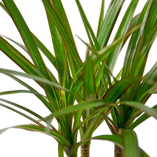 Dracaena Marginata Cane House Plant Dropship