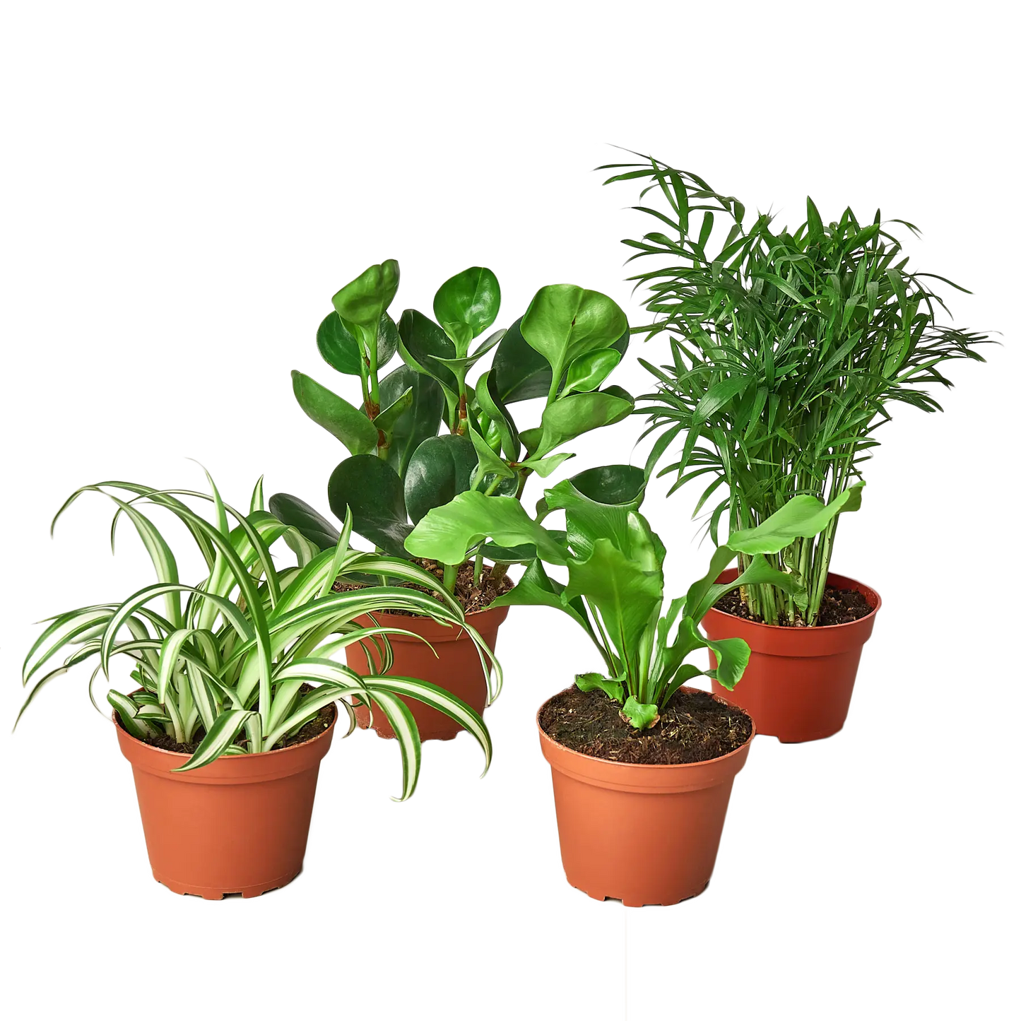 Pet Friendly Variety Bundle House Plant Dropship