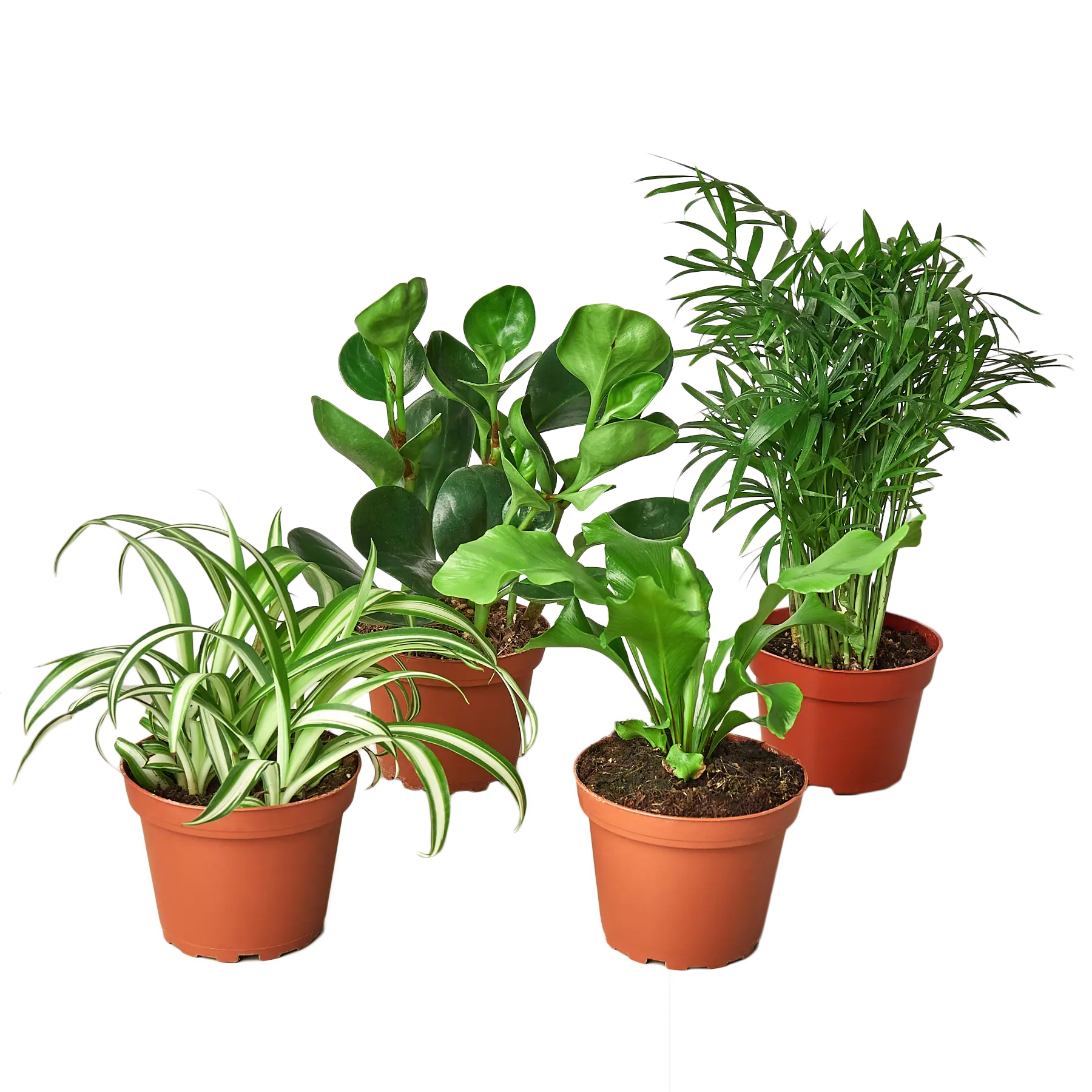 Pet Friendly Variety Bundle House Plant Dropship