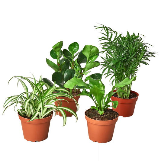 Pet Friendly Variety Bundle House Plant Dropship