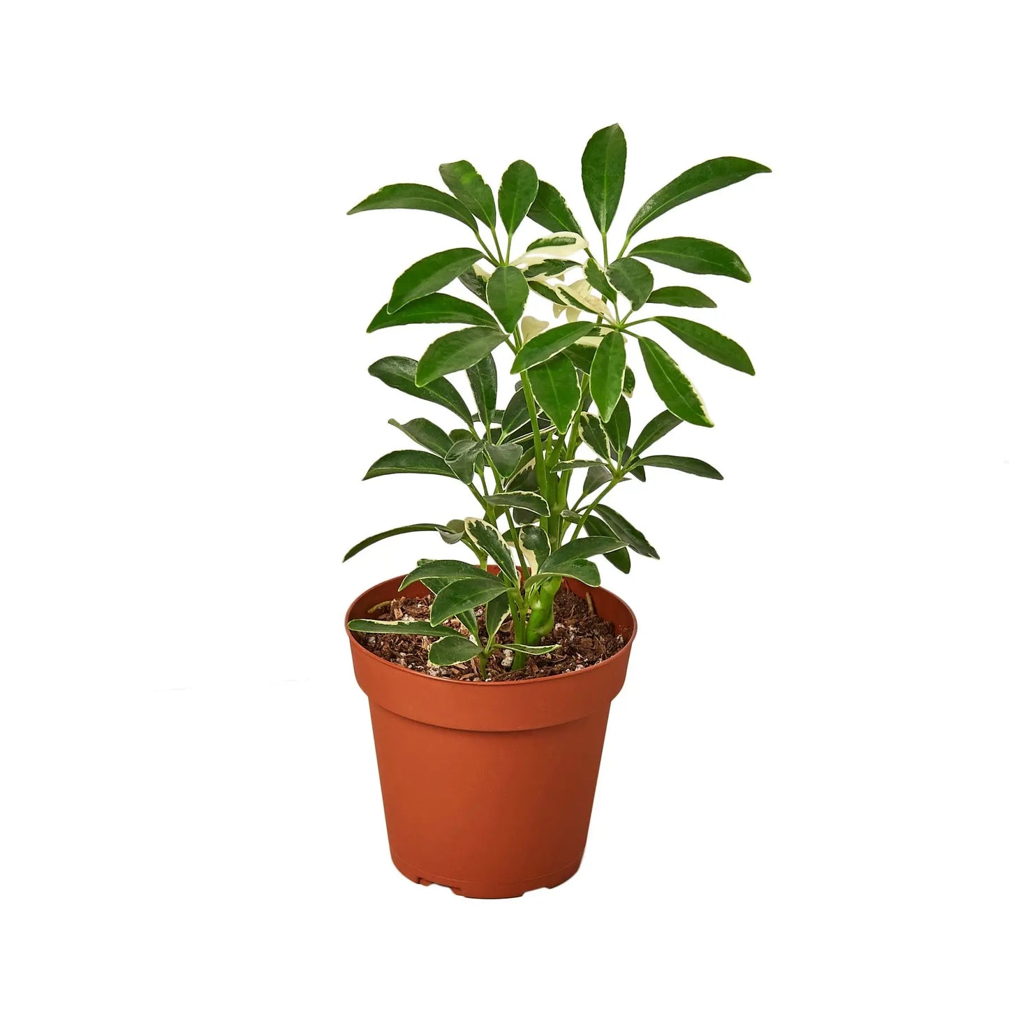 Schefflera Moonlight 'Umbrella Plant' House Plant Dropship