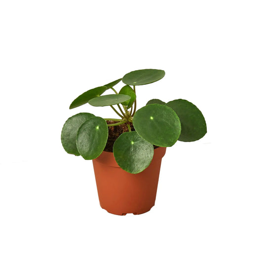 Pilea Peperomioides 'Chinese Money' House Plant Dropship