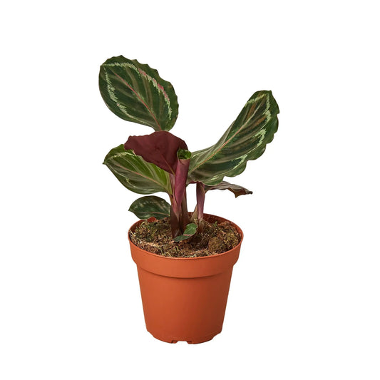 Calathea Roseopicta 'Medallion' House Plant Dropship