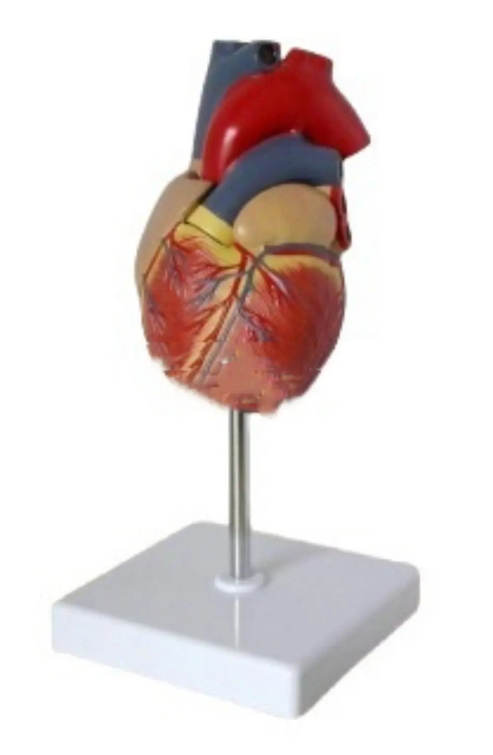 Heart Model B- Ultrasound Medical The Void