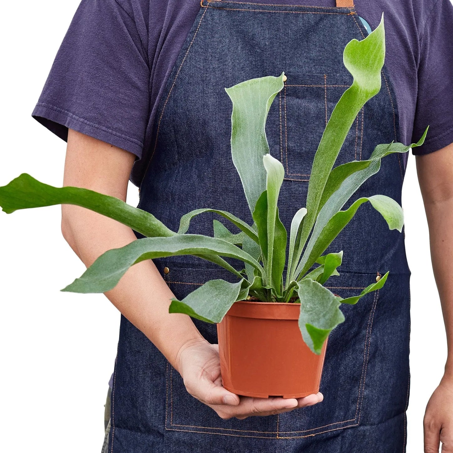 Staghorn Fern House Plant Dropship