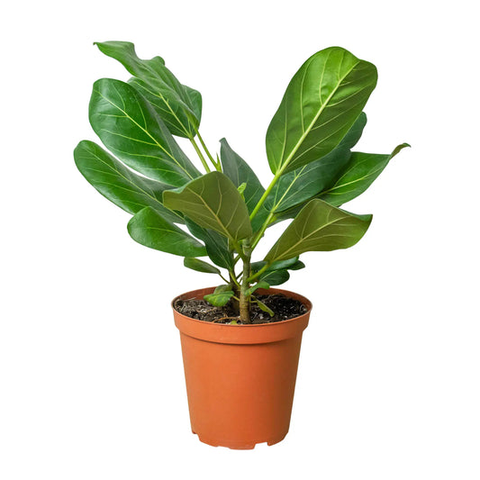 Ficus 'Audrey' House Plant Dropship