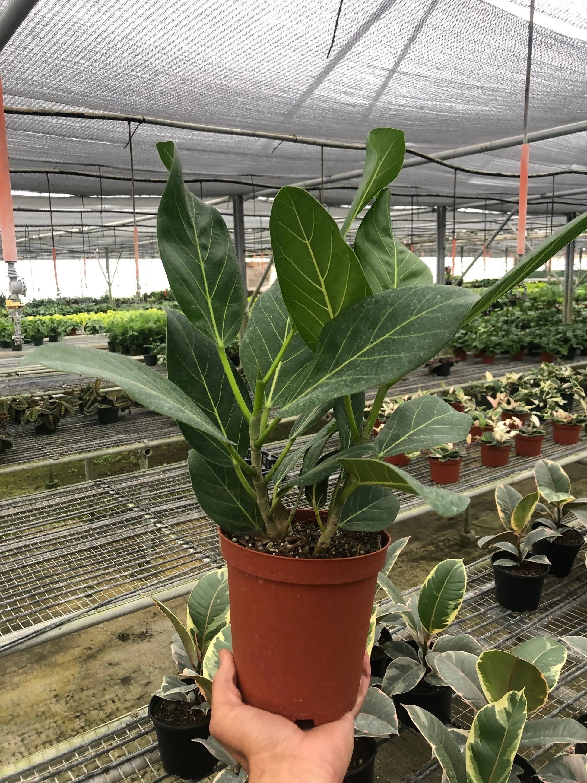 Ficus 'Audrey' House Plant Dropship