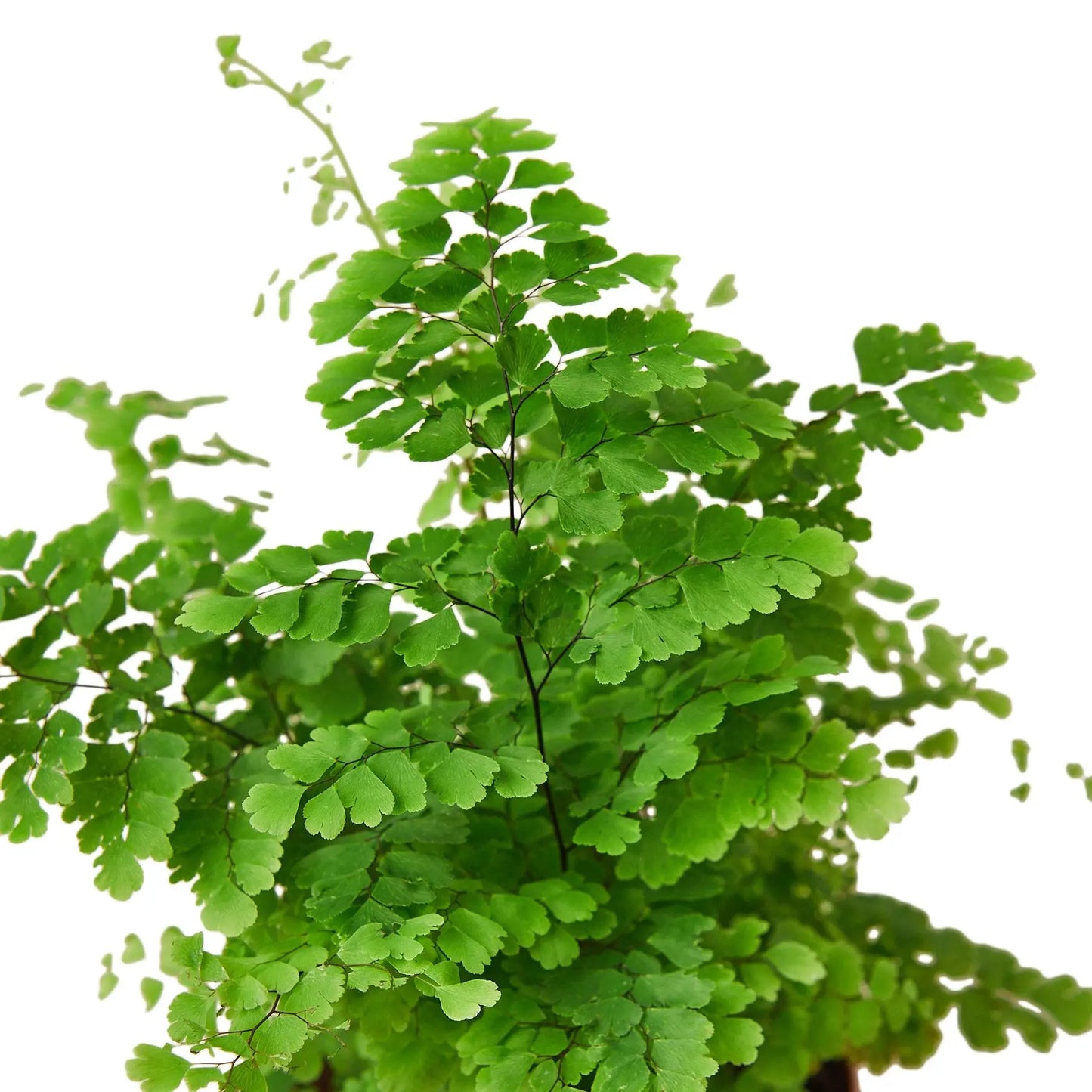 Maidenhair Fern House Plant Dropship