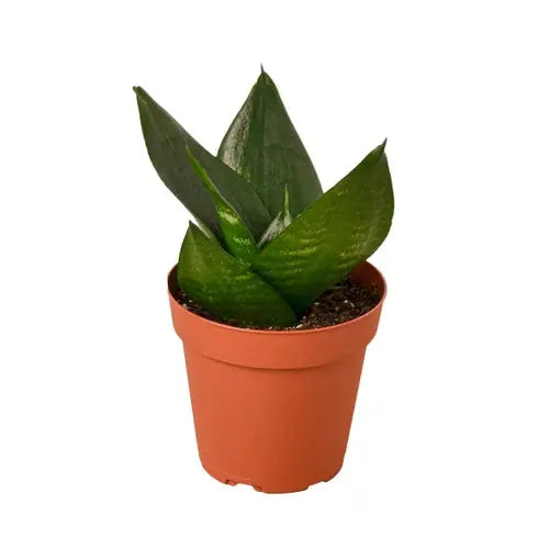 Snake Plant Jade House Plant Dropship