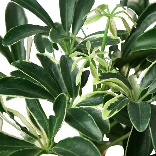 Schefflera Moonlight 'Umbrella Plant' House Plant Dropship