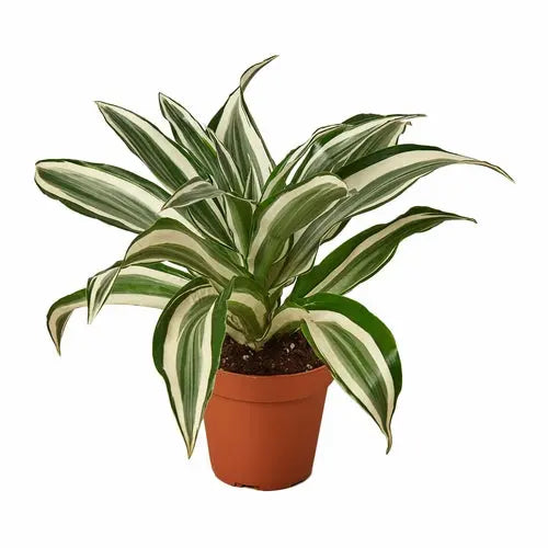 Dracaena 'Warneckii White Jewel' House Plant Dropship