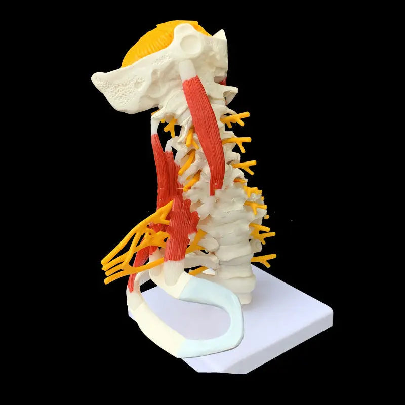 Medical Teaching Human Skeleton Skeleton Model The Void