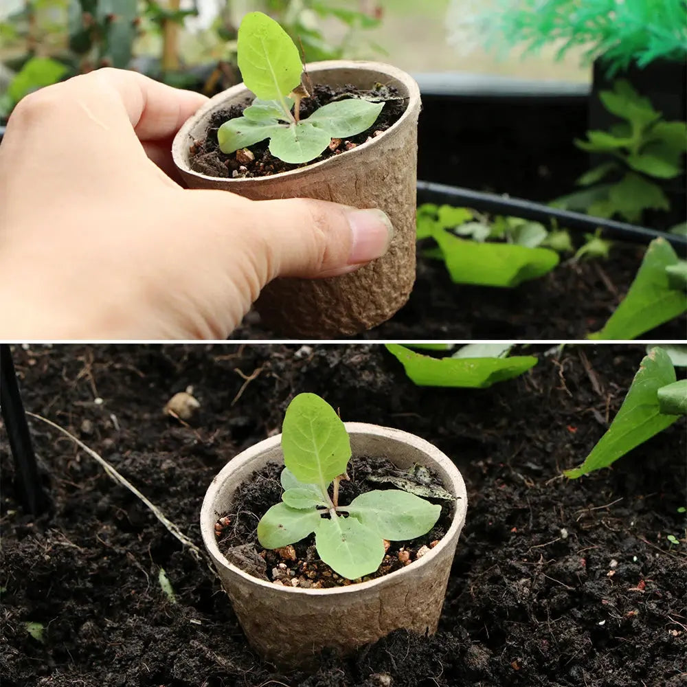 Biodegradable Paper Plant Nursery Cup for Greenhouse Agriculture Garden Seed Germination Starter Herbs Transplant Seedling Pot The Zebra Effect