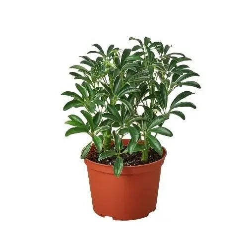 Schefflera Moonlight 'Umbrella Plant' House Plant Dropship