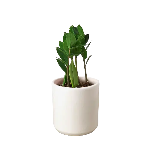 Zamioculcas Zamiifolia ZZ House Plant Dropship