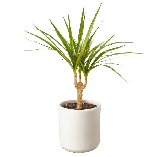 Dracaena Marginata Cane House Plant Dropship