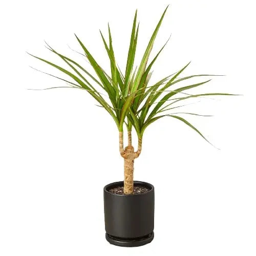 Dracaena Marginata Cane House Plant Dropship