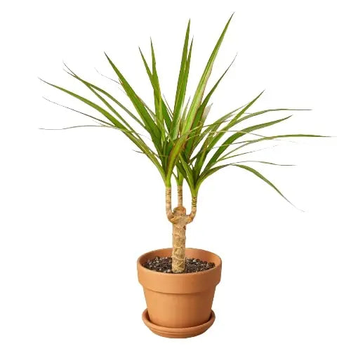 Dracaena Marginata Cane House Plant Dropship