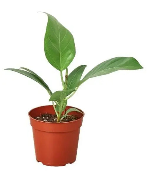 Ficus 'Audrey' House Plant Dropship